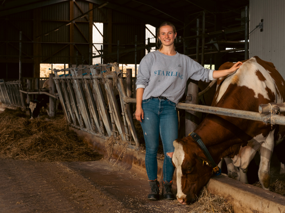 Bei der Landgut Weimar Bio GmbH wird Biomilch für eigenen Käse und weitere Produkte erzeugt. (Im Bild eine Mitarbeiterin im Kuhstall)