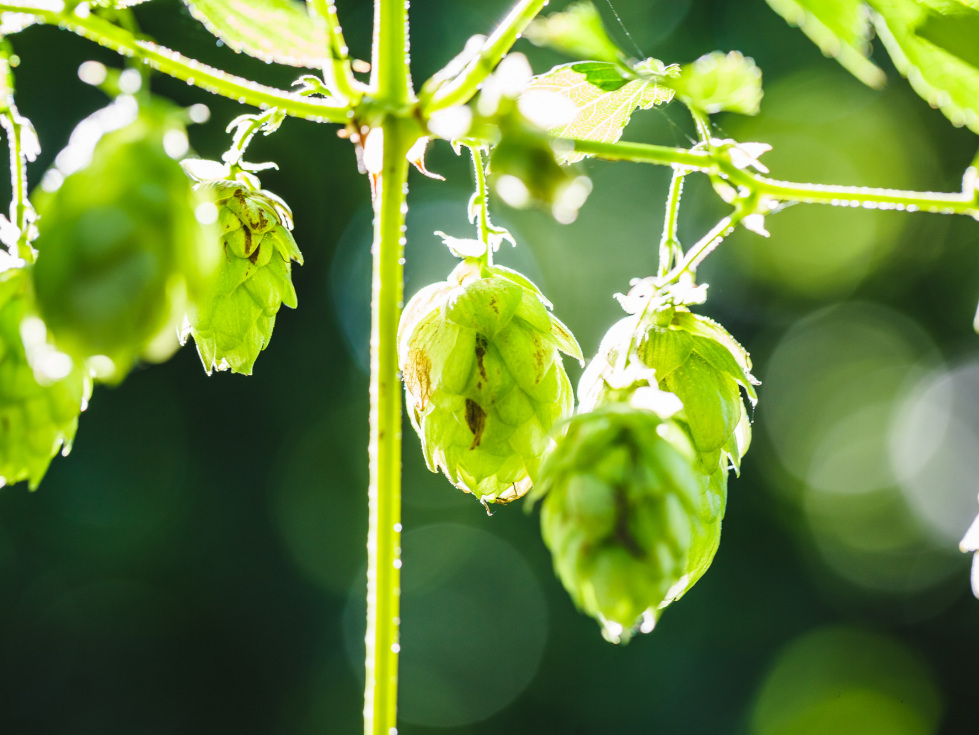 Investitionen zur Unterstützung des ökologischen Landbaus (im Bild: Detailaufnahme Hopfen)